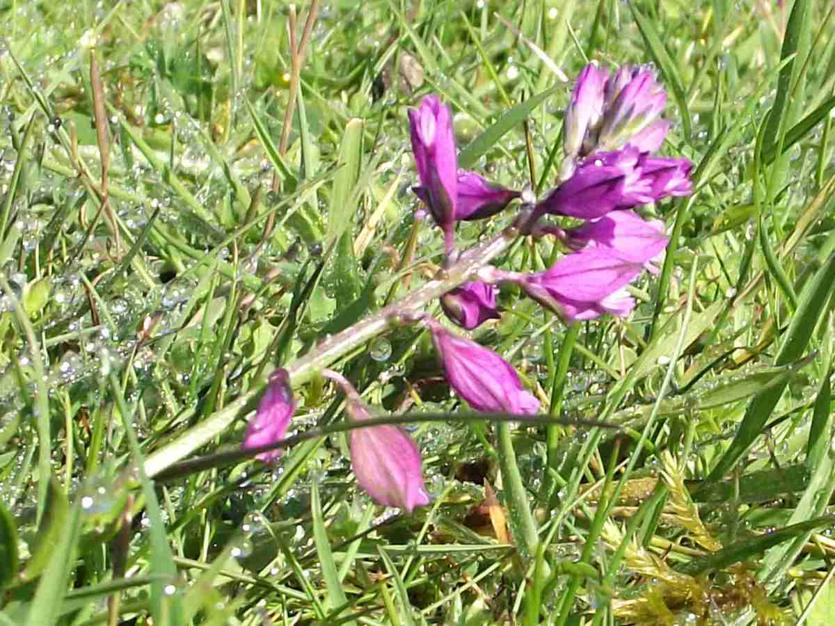 Milkwort 